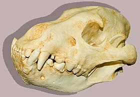 череп коричневой береговой гиены (Hyaena brunnea), фото, фотография