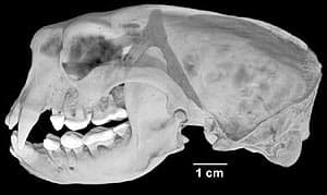 череп калана, морского бобра, морской выдры (Enhydra lutris), фото, фотография с http://digimorph.org