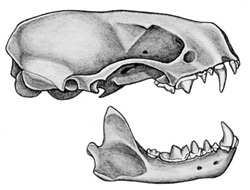 череп восточного пятнистого скунса (Spilogale putorius), фото, фотография с