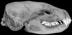 череп американского барсука (Taxidea taxus), фото, фотография