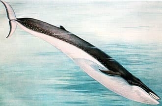 финвал, сельдяной кит, северный финвал (Balaenoptera physalus), фото, фотография
