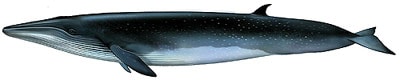 тропический кит, полосатик Брайда (Balaenoptera edeni), фото, фотография с http://animalpicturesarchive.com/