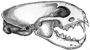 череп черного хорька, лесного хорька (Mustela putorius), фото, фотография с http://www.gutenberg.org/