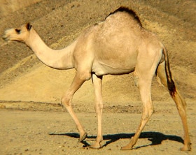 одногорбый верблюд, дромадер (Camelus dromedarius), фото, фотография с http://animaldiversity.ummz.umich.edu