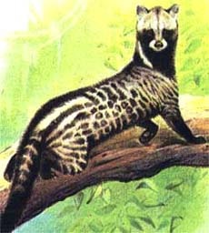 африканская цивета, цивета африканская (Civettictis civetta), рисунок, картинка