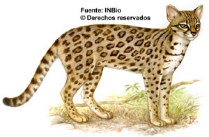 онцилла (Leopardus tigrinus, Felis tigrina), фото, фотография c http://attila.inbio.ac.cr