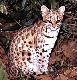 онцилла, малая пятнистая кошка (Leopardus tigrinus), фото, фотография c http://redescolar.ilce.edu.mx