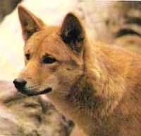 ,   (Canis dingo), , 