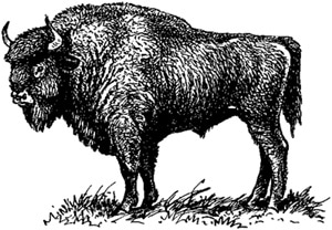 Зубр, европейский бизон (Bison bonasus), черно-белая картинка рисунок