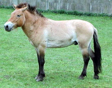 Лошадь Пржевальского (Equus przewalskii), фото фотография