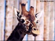  (Camelopardalis giraffa), , 