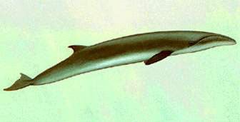 карликовый гладкий кит, Pygmy right Whale, сaperea marginata, гладкий карликовый кит, фото, фотография