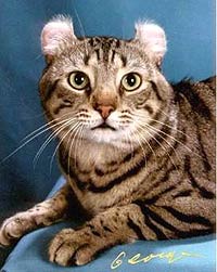 Pictured: GC SUBET'S COMMANDCURL WILL RIKER, Best of Breed American Curl - Shorthair (Brown Spotted Tabby Male)