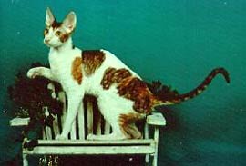 GC, RW REXTRA CATS PINCH ME OF STARSTRUCK, Third Best of Breed Cornish Rex (Brown Patched Tabby & White Female)