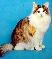 GC KITZN'S HIEDI, Third Best of Breed Norwegian Forest Cat (Silver Patch Mackerel Tabby & White Female)
