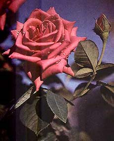 розы, roses, розовая роза, фото, фотография