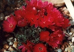 ребуция альба, Sulcorebutia alba, Rebutia canigueralii, кактус, фото, фотография