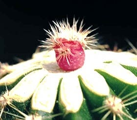 ребуция виолацифлора, Rebutia violaciflora, Rebutia minuscula, кактус, фото, фотография