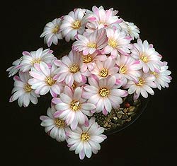 ребуция нарвеценсис, фото, фотография, кактус, Rebutia heliosa
