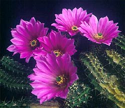 эхиноцереус берландиери, кактус, Echinocereus berlandieri, фото, фотография