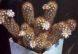  , , Mammillaria prolifera, , 