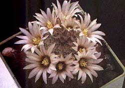  , Mammillaria pennispinosa, , , 