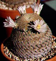  , Mammillaria pectinifera, , , 
