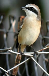Серый сорокопут фото птица