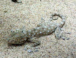 вееропалый геккон Хассельквиста, домашний геккон (Ptyodactylus hasselquistii), фото, фотография