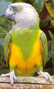 сенегальский попугай (Poicephalus senegalus), фото, фотография