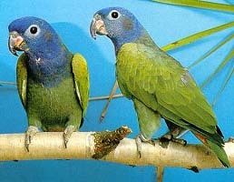 черноухий попугай, синеголовый попугай, бразильский черноухий попугай (Pionus Menstruus), фото, фотография