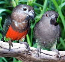 краснобрюхий попугай, красногрудый длиннокрылый попугай (Poicephalus rufiventris), фото, фотография