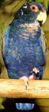 бронзовокрылый попугай, бронзовокрылый краснохвостый попугай (Pionus chalcopterus), фото, фотография