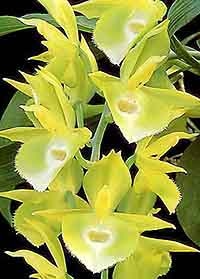 катазетум шапковидный, шапковидный катазетум, Catasetum pileatum, фото, фотография, орхидея