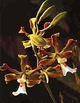 энциклия темно-багряная, темно багряная энциклия, Encyclia atropurpurea, фото, фотография, орхидея