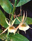  , Angraecum eichlerianum, , , 