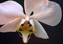  ,  , Phalaenopsis amabilis, , , 