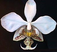  , Phalaenopsis stuartiana, , , 