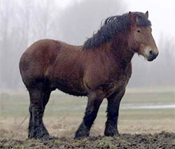 бельгийский тяжеловоз, фото фотография, лошади кони, породы лошадей