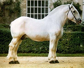 булонская лошадь, булонская порода лошадей, фото фотография, лошади кони